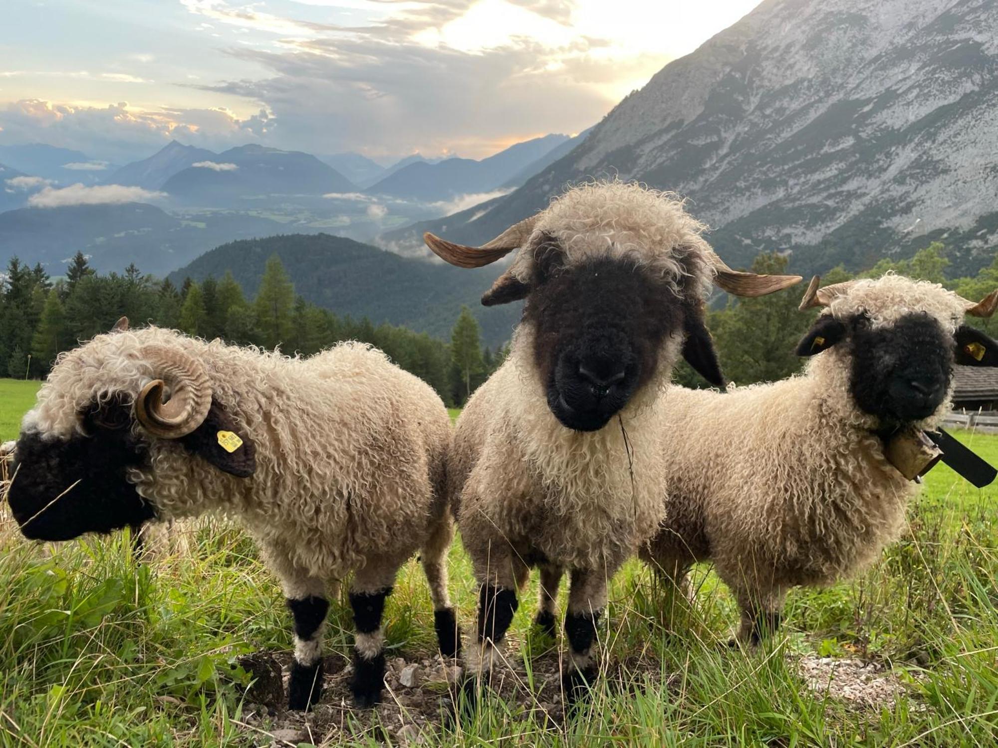 Antoni Apartements Seefeld in Tirol Dış mekan fotoğraf